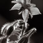 Borretsch (Borago officinalis)