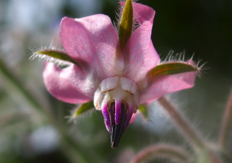 Borretsch 'Borago officinalis'