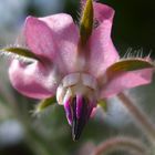 Borretsch 'Borago officinalis'