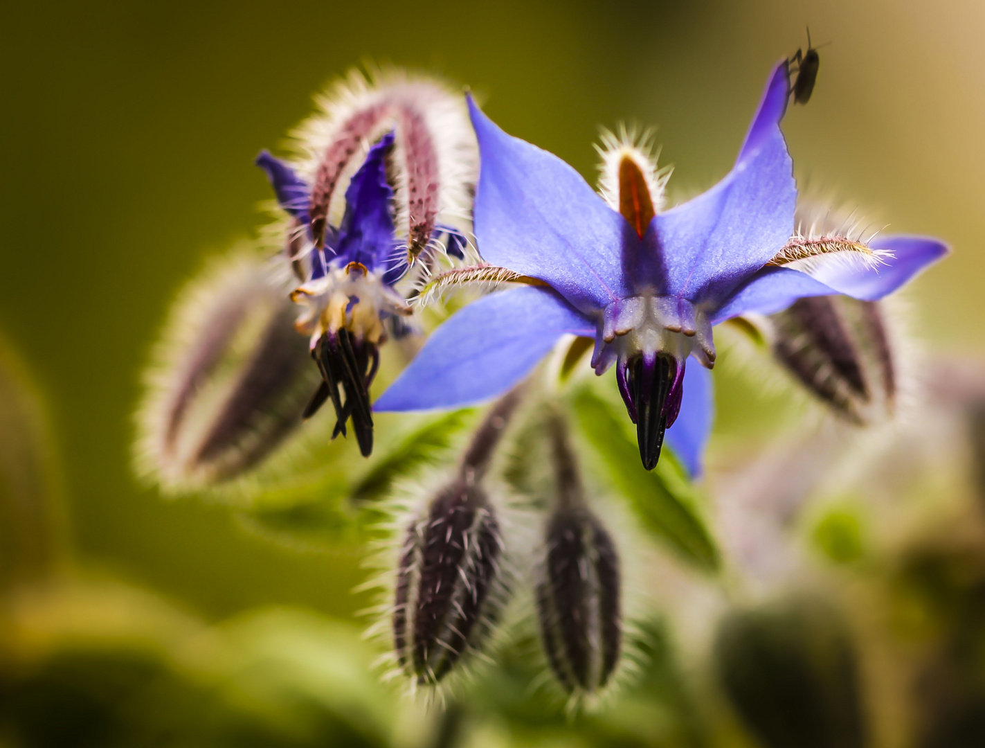 Borretsch; (Borago officinalis)