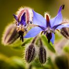 Borretsch; (Borago officinalis)