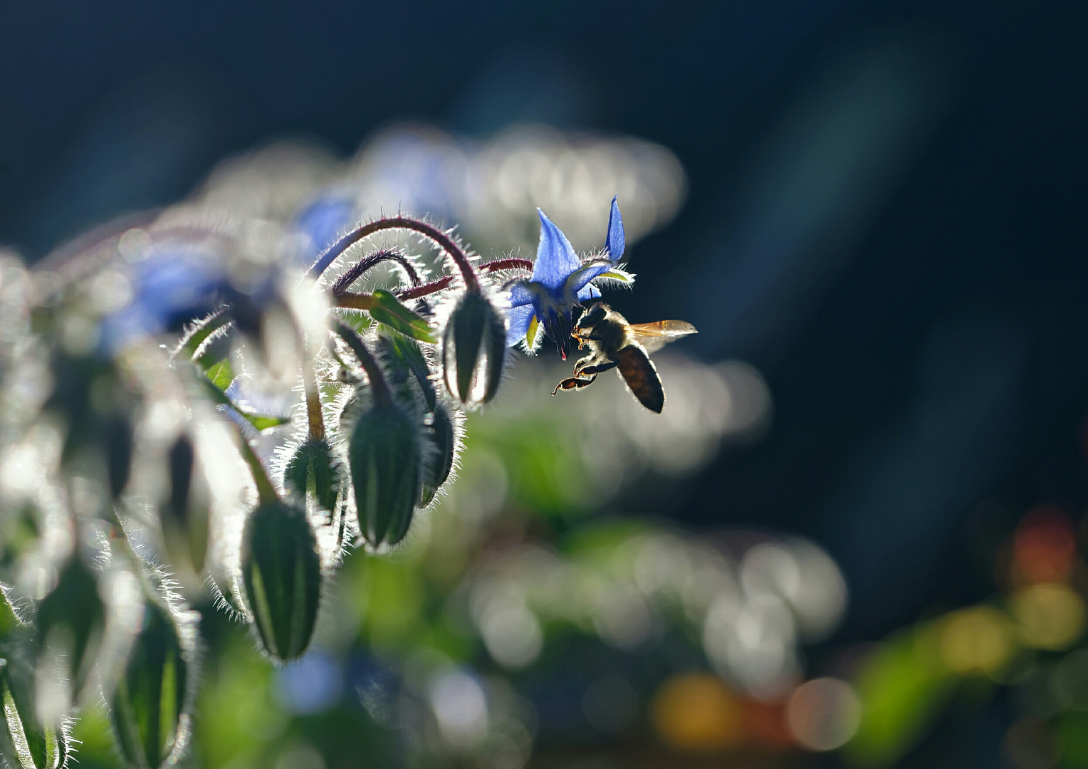 Borretsch im Abendlicht