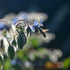 Borretsch im Abendlicht