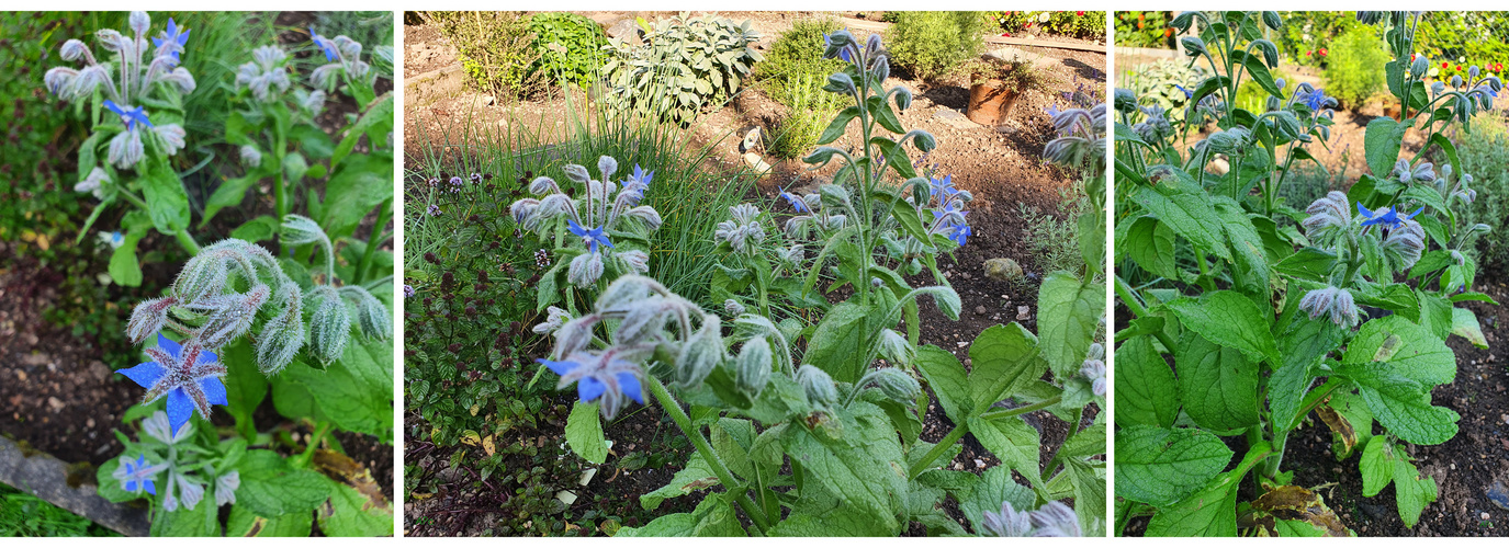 Borretsch im Garten