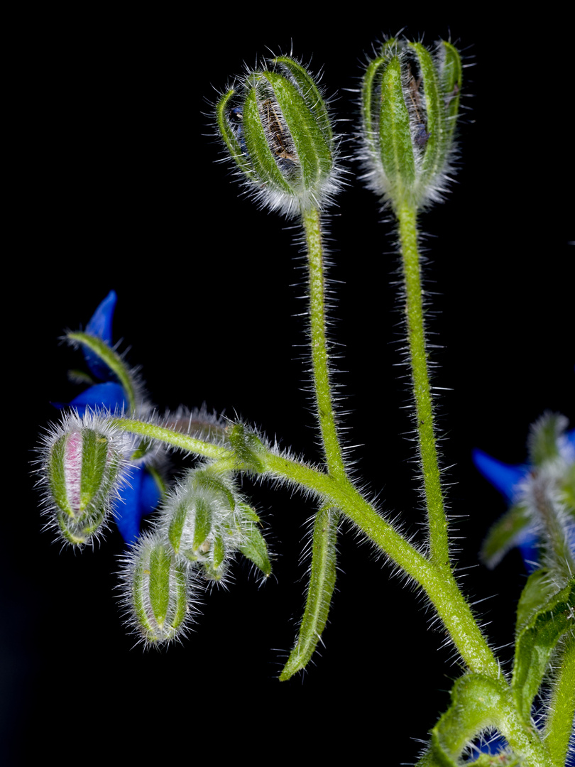 Borretsch-Knospen  