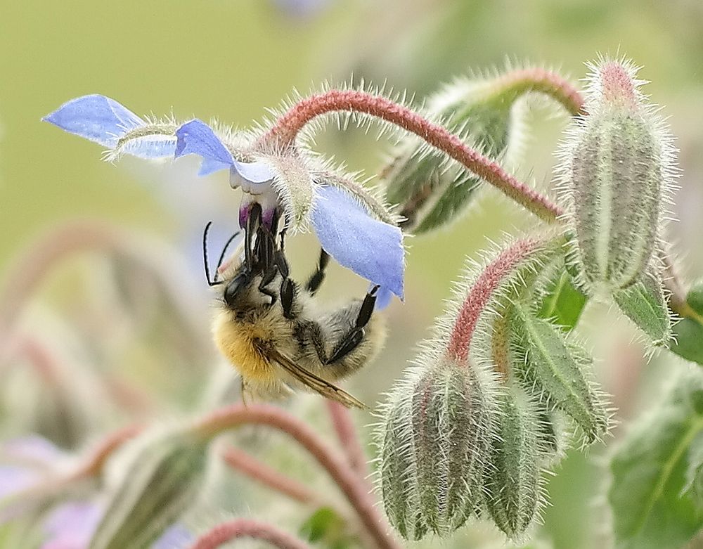 Borretsch mit Besuch Foto &amp; Bild | tiere, wildlife, insekten Bilder auf ...
