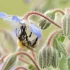 Borretsch mit Besuch