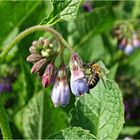 Borretsch mit Besucher