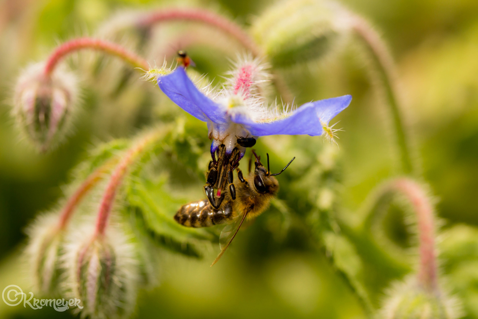 Borretsch mit Biene