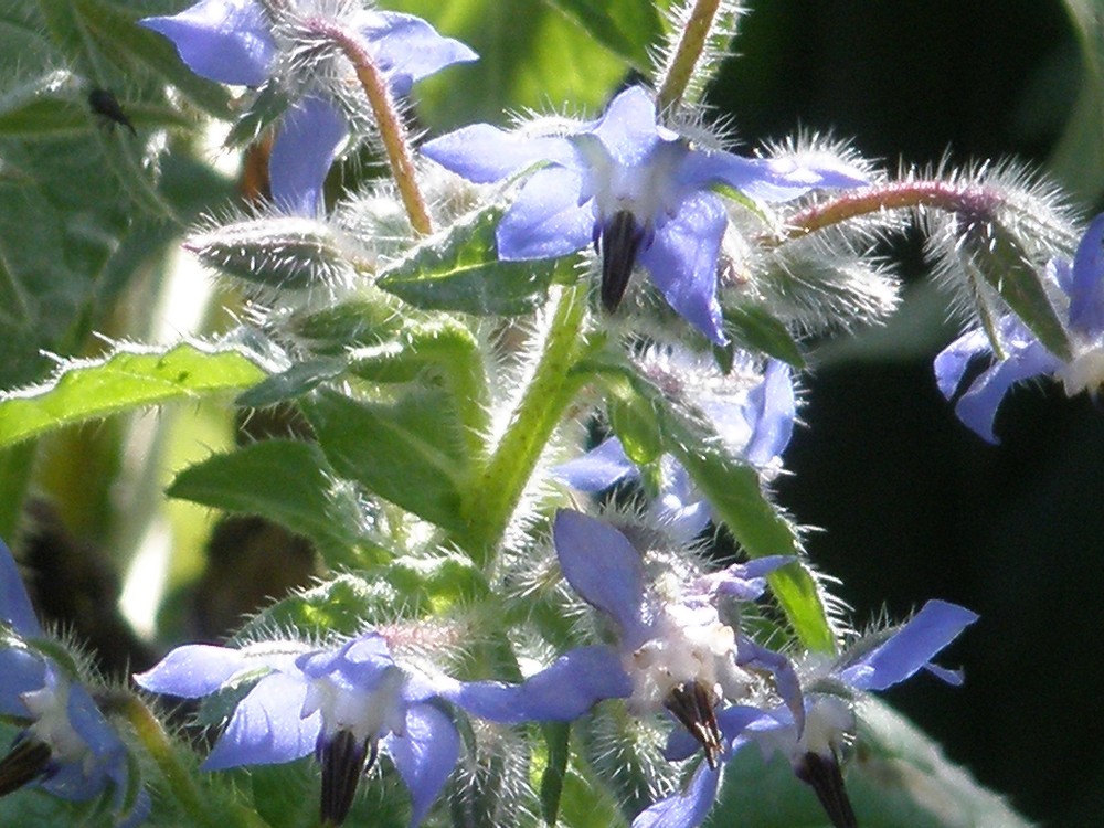 Borretsch mit blauen Blüten