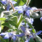 Borretsch mit blauen Blüten