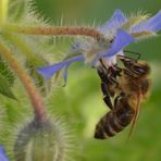 Borretsch und Biene