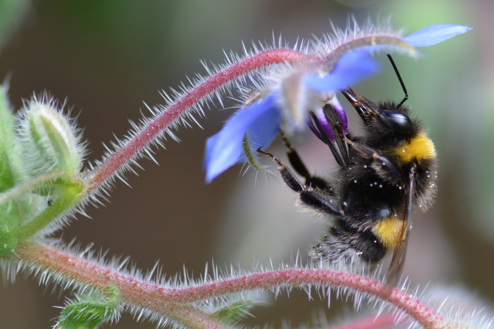 Borretsch und die Hummel