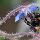 Borretsch und die Hummel