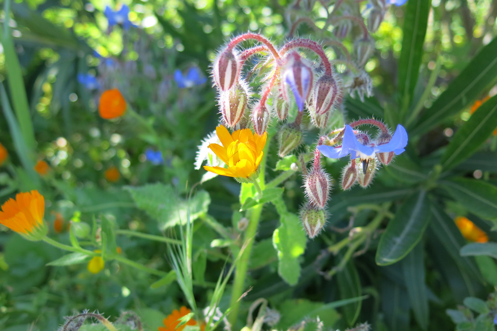 Borretsch und Ringelblume