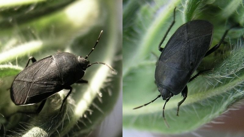 Borretsch-Wanze unter verschiedener Beleuchtung