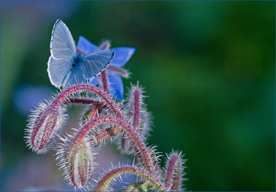 Borretschblau