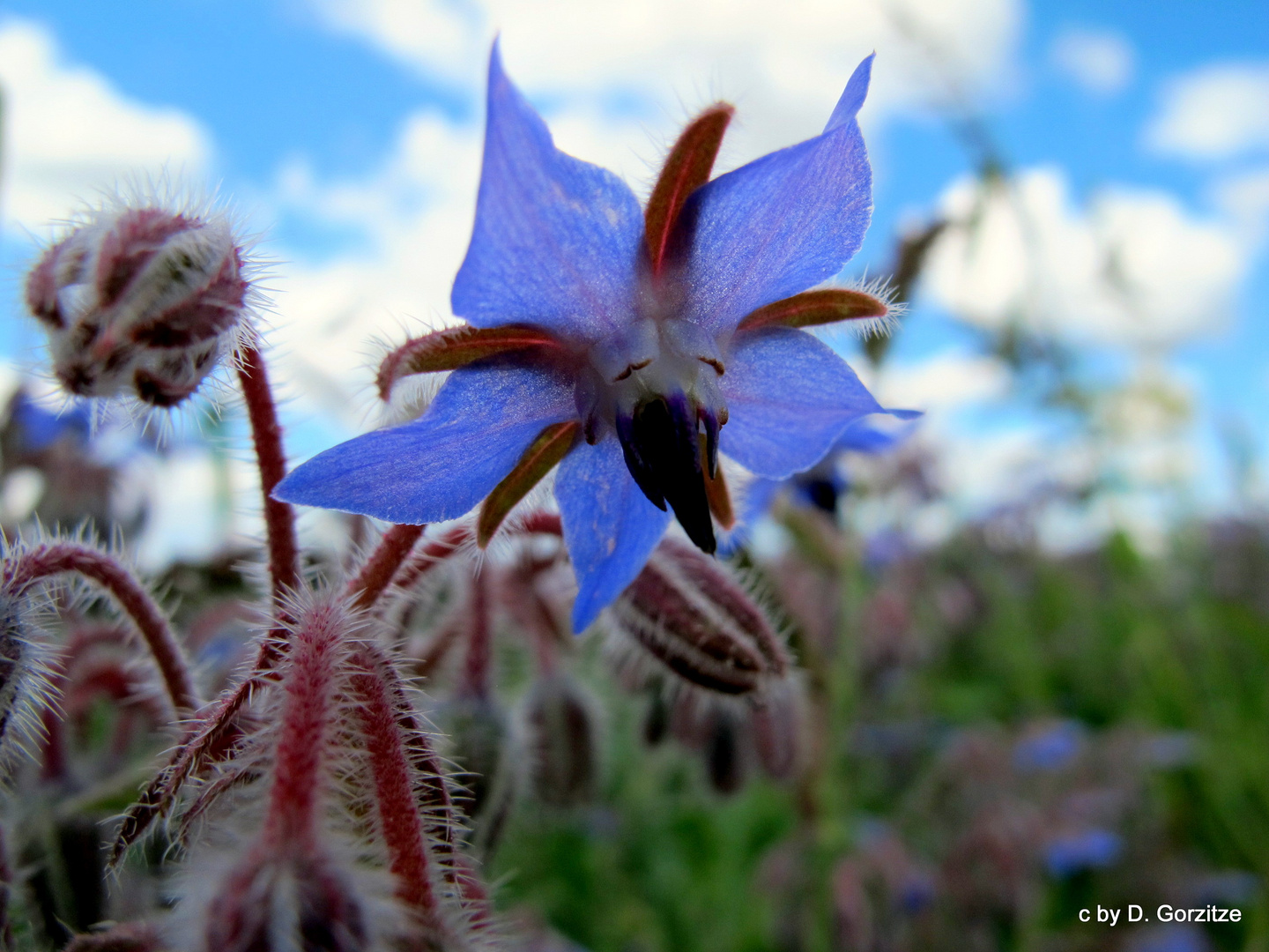 Borretschblüte !