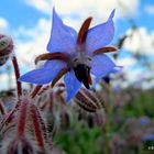 Borretschblüte !