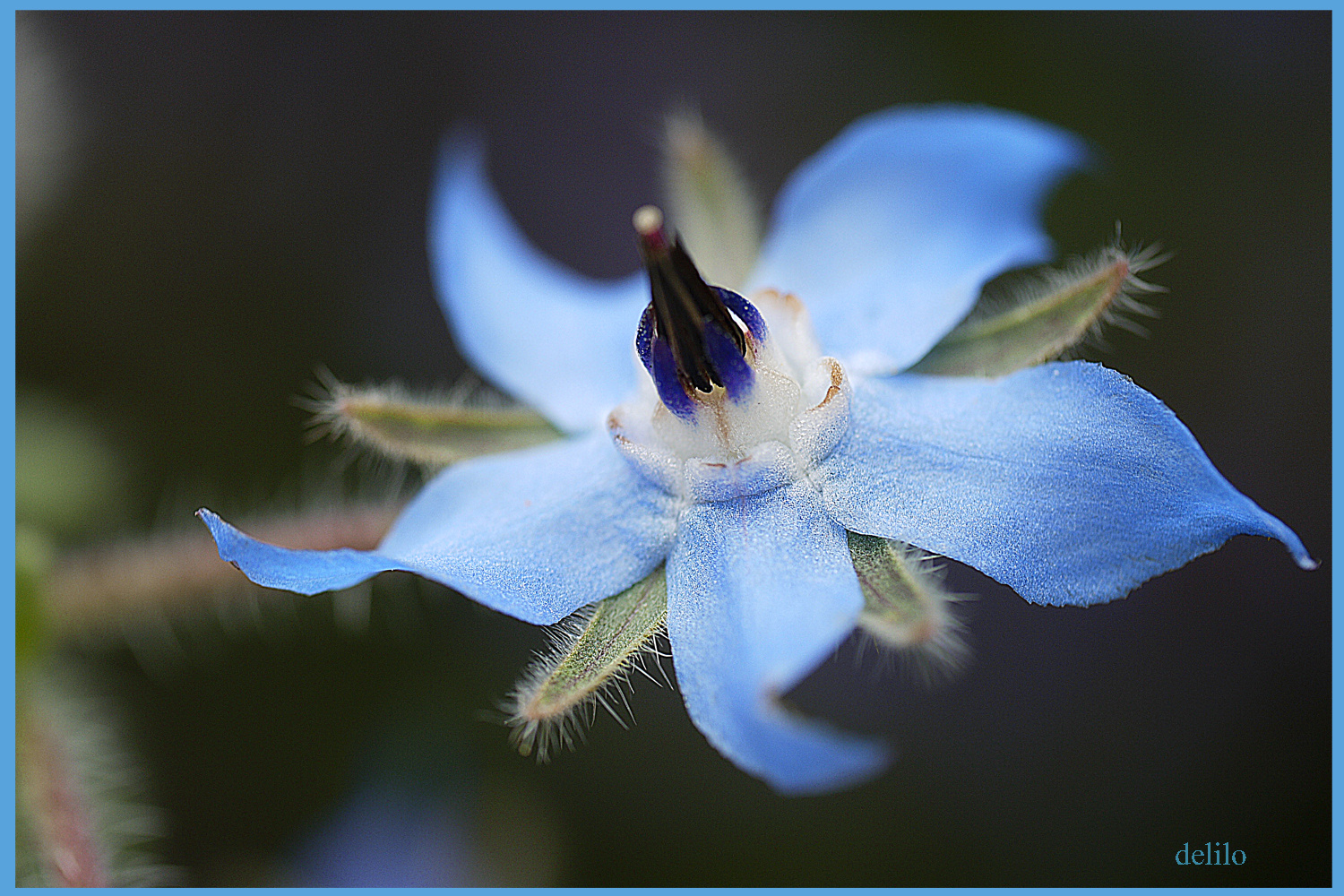 Borretschblüte