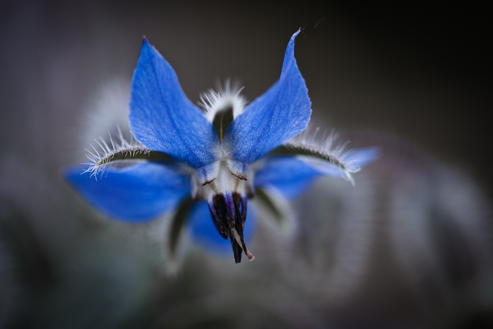 Borretschblüte