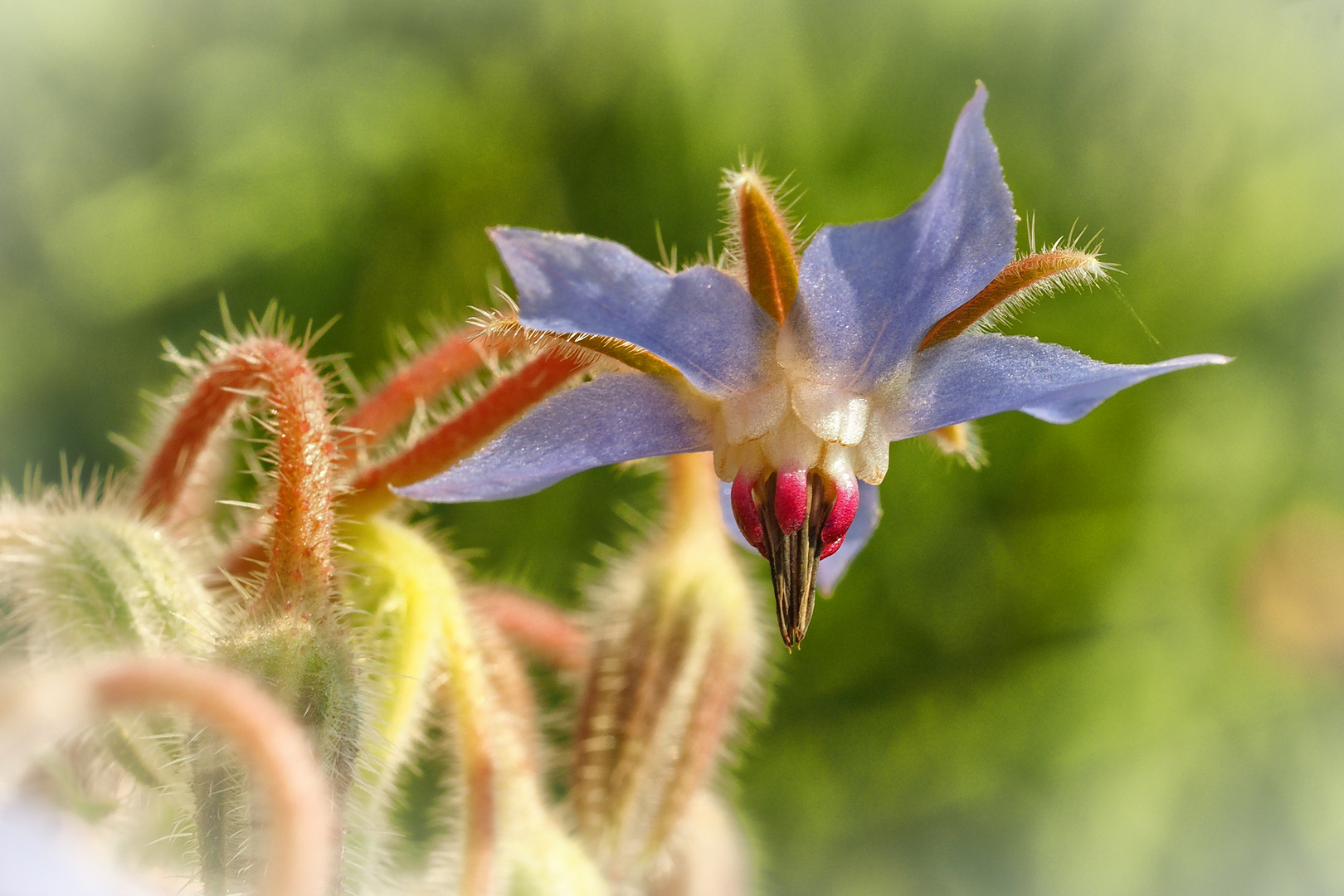 Borretschblüte