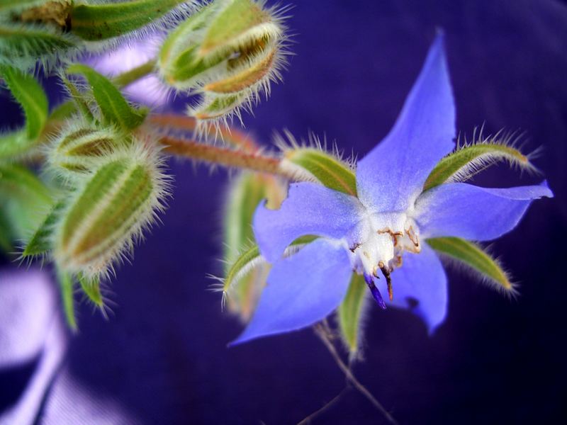 Borretschblüte