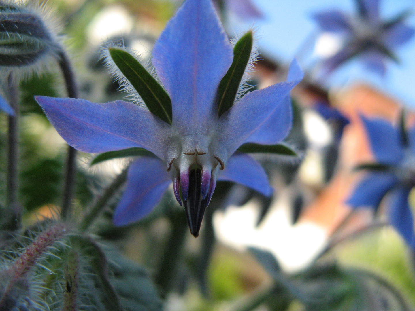 Borretschblüte