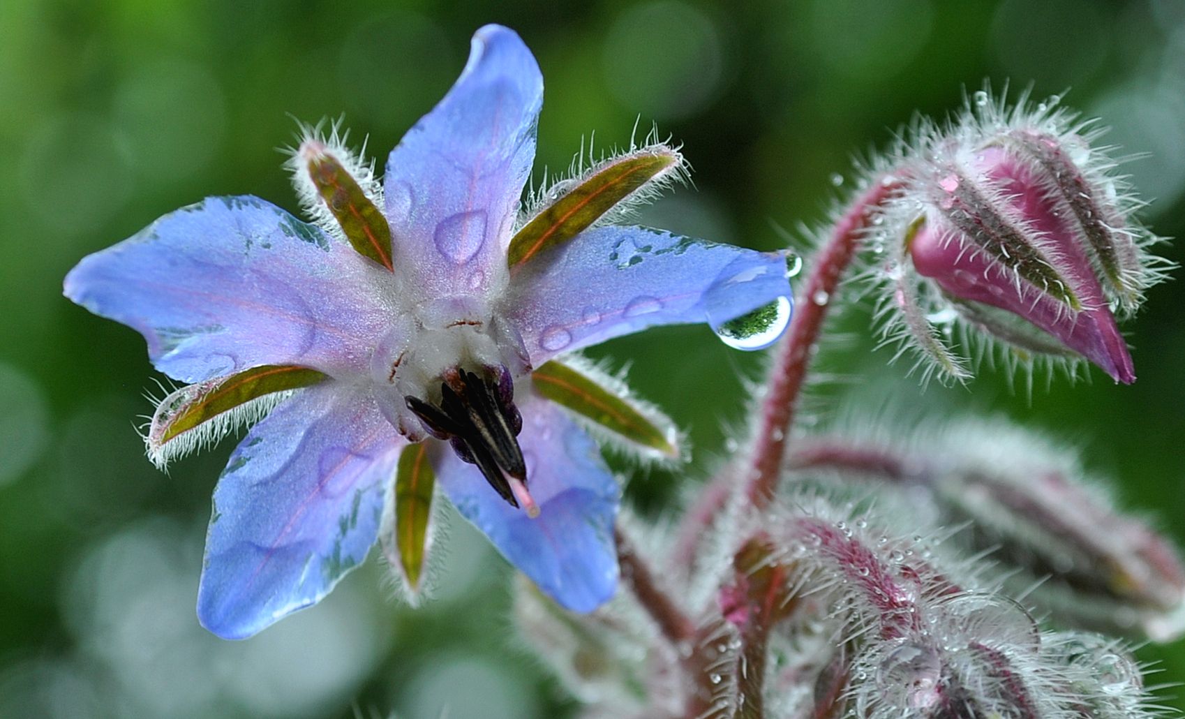 Borretschblüte