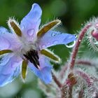 Borretschblüte