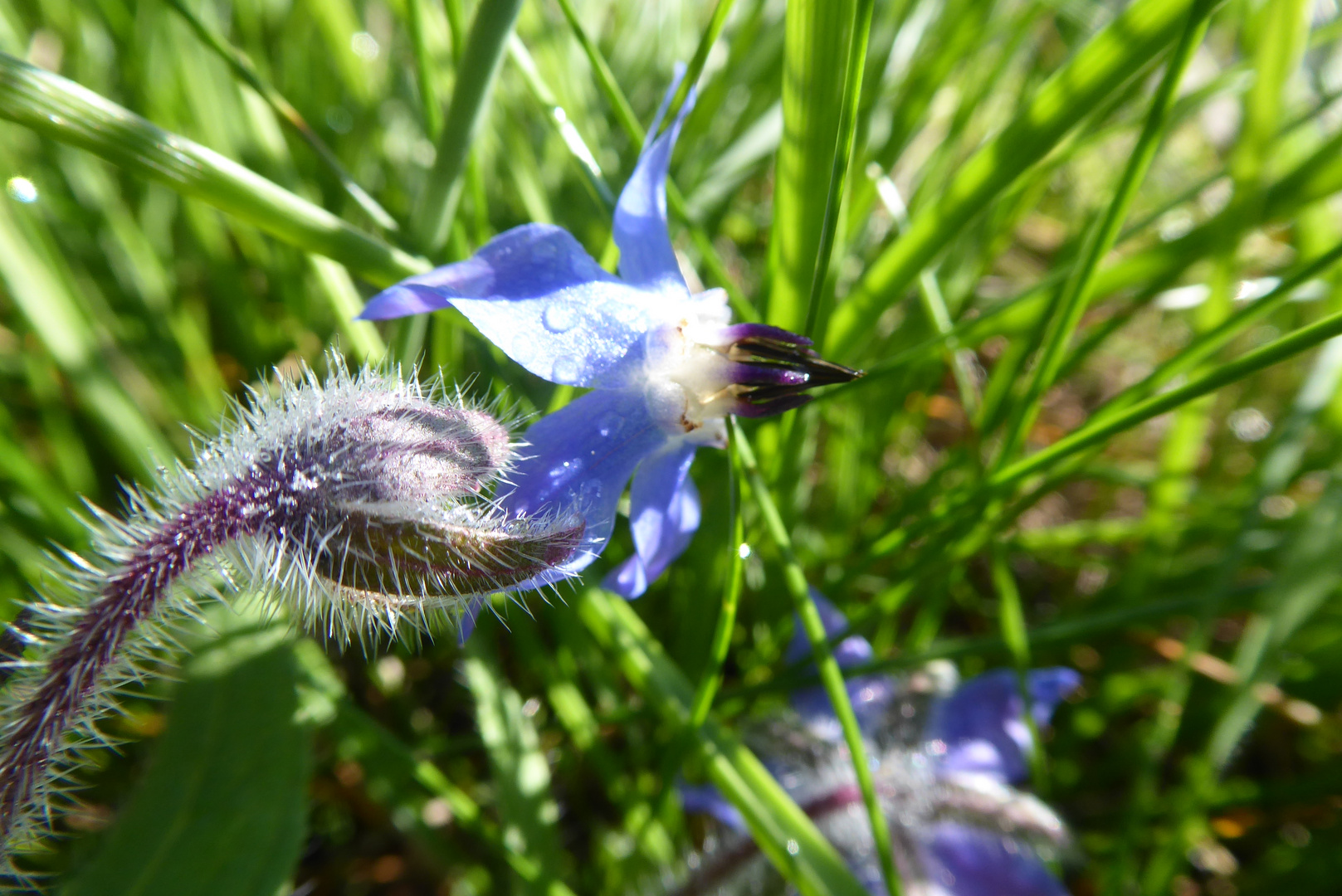 Borretschblüte