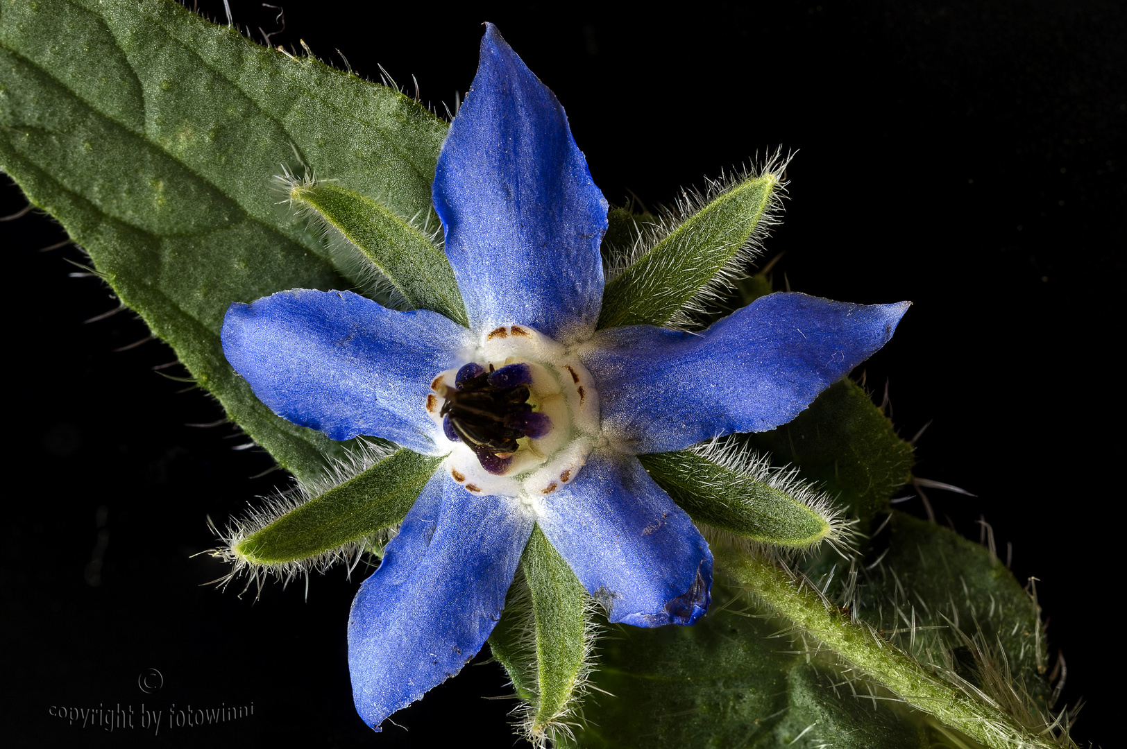 Borretschblüte