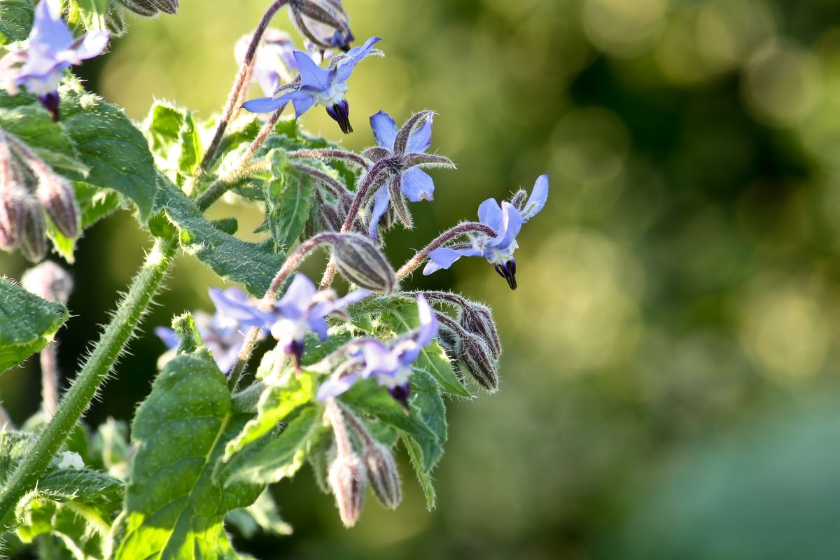 Borretschblüte