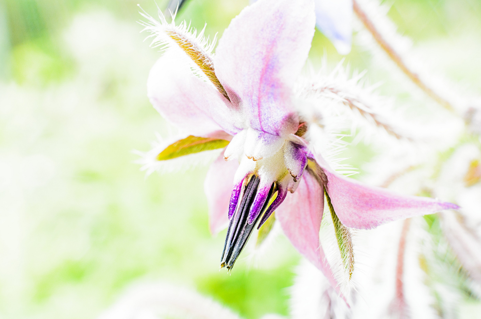 Borretschblüte