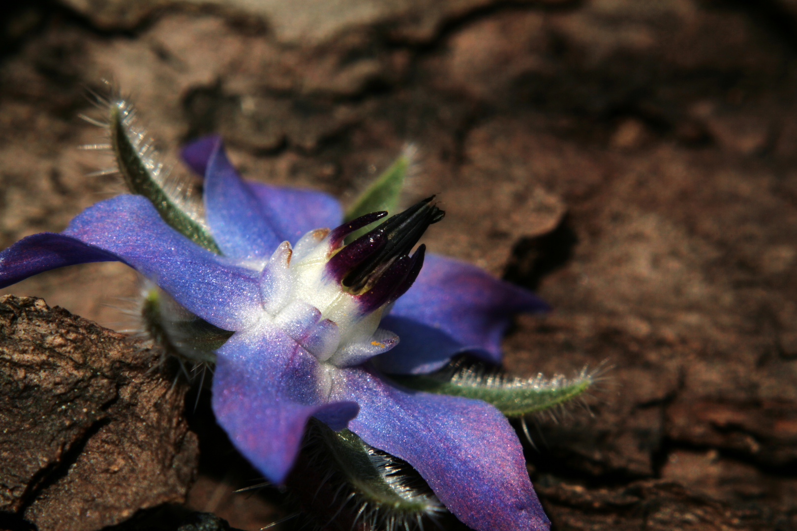 Borretschblüte auf Baumrinde