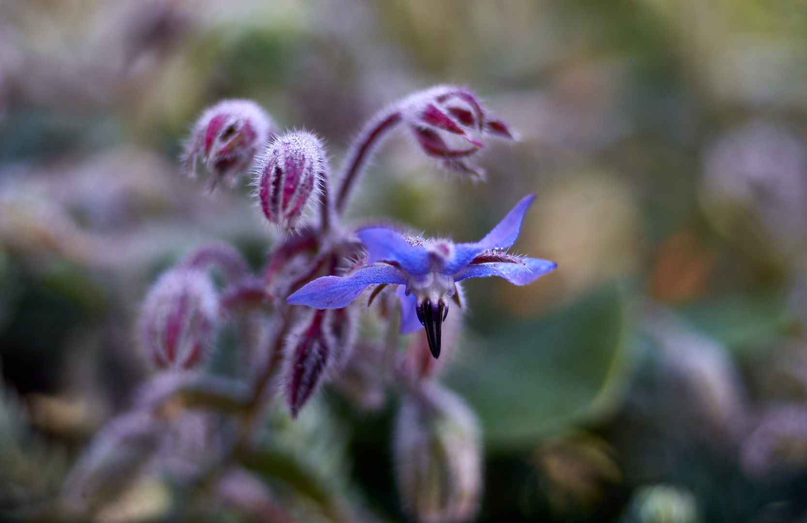 Borretschblüte