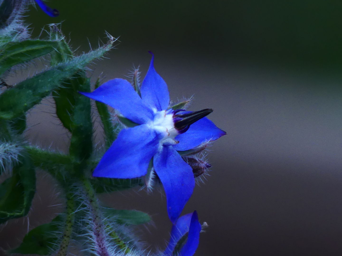 Borretschblüte