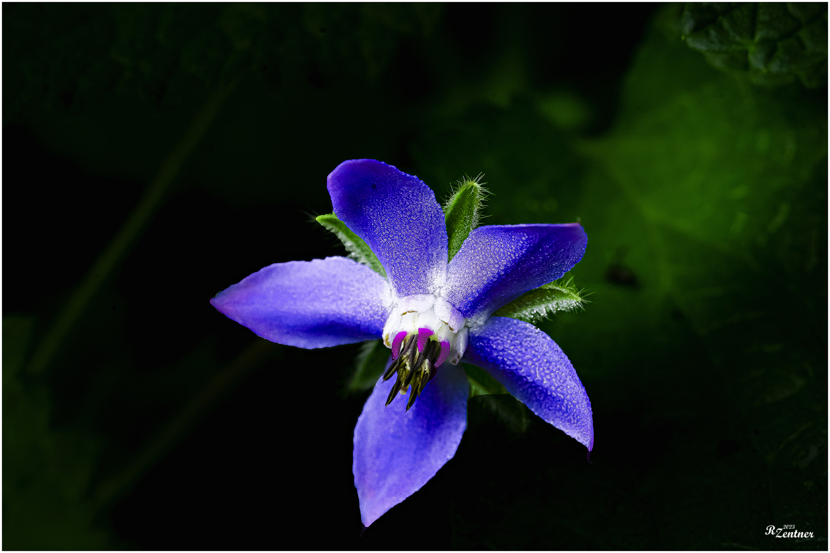 Borretschblüte