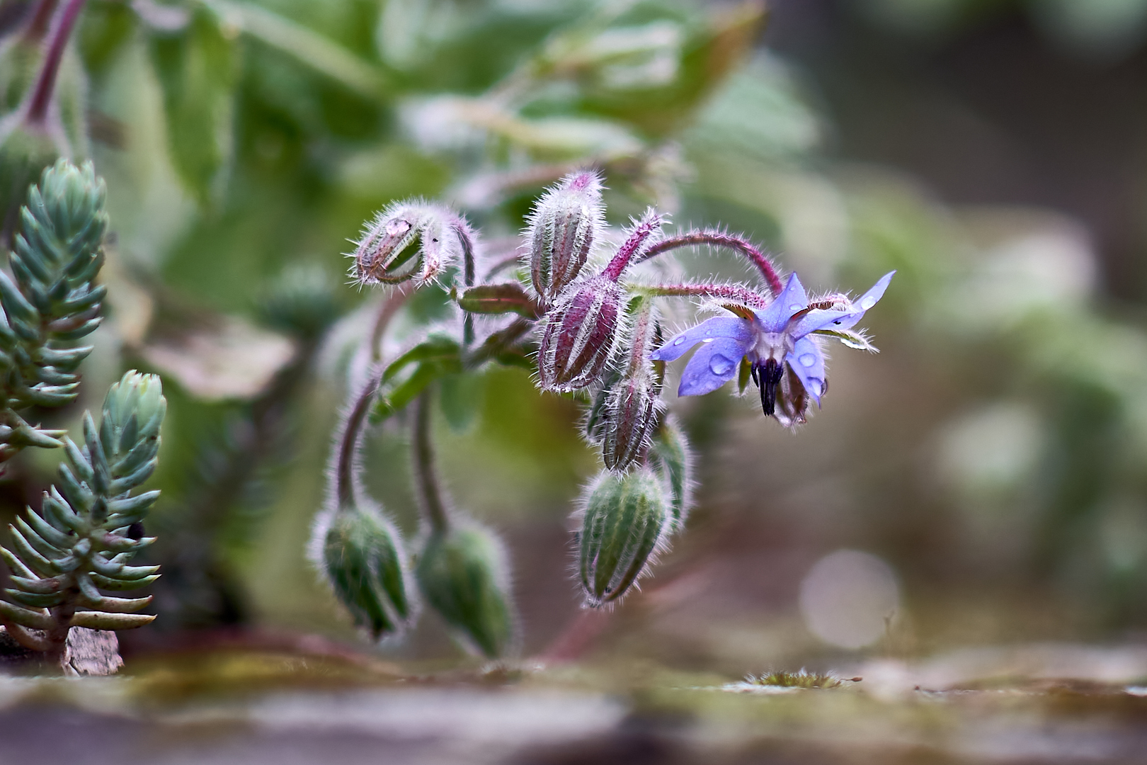 Borretschblüte im Garten