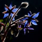 Borretschblüte im Gegenlicht