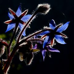 Borretschblüte im Gegenlicht