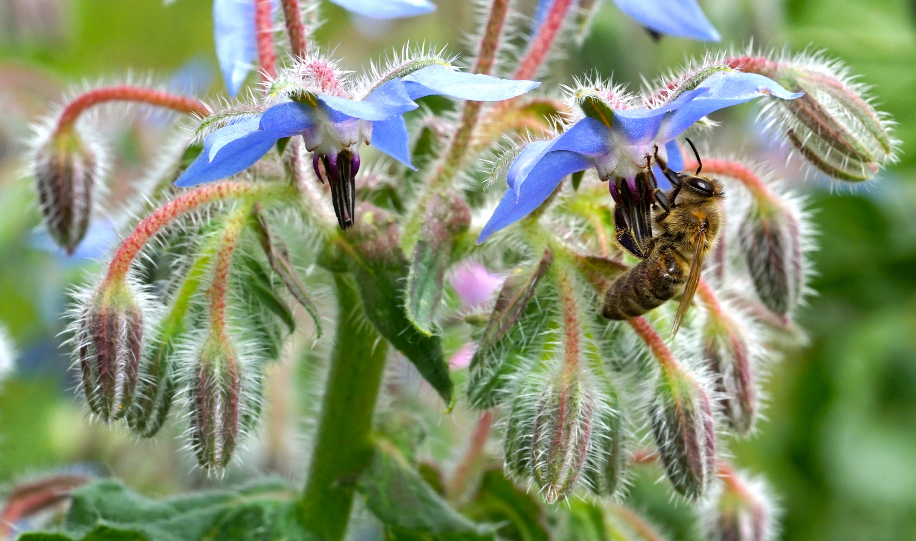 Borretschblüte und Biene