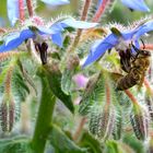 Borretschblüte und Biene