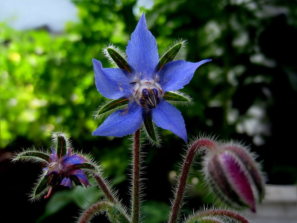 Borretschblüten