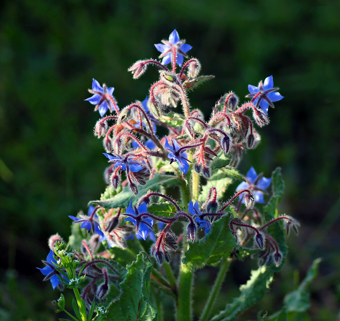 Borretschblüten