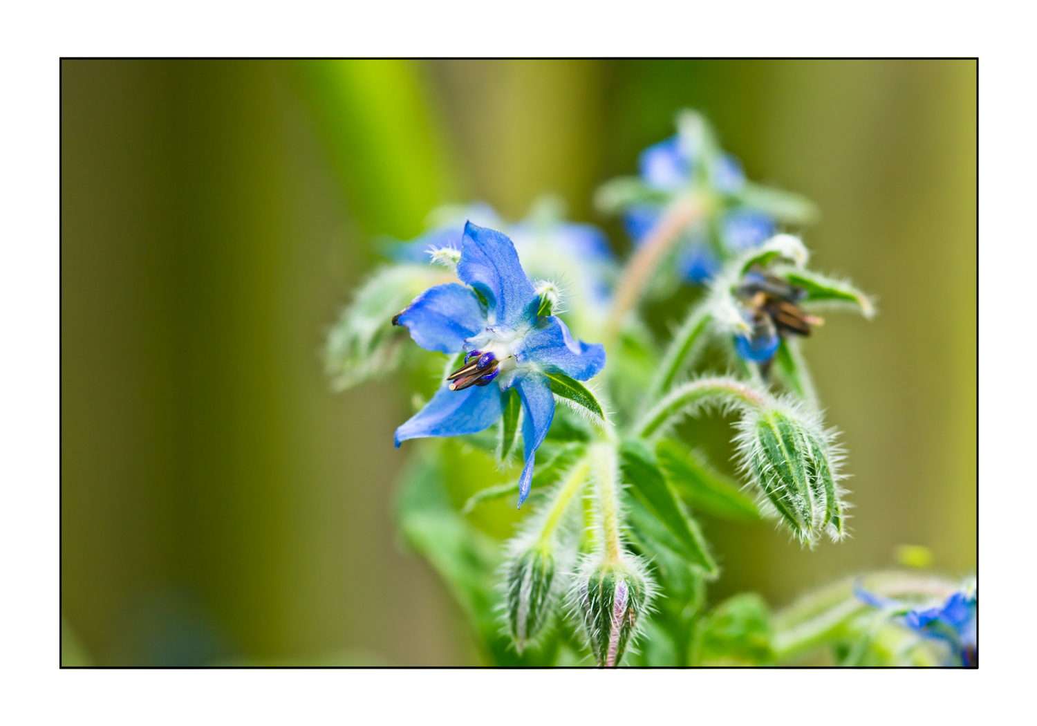 Borretschblüten