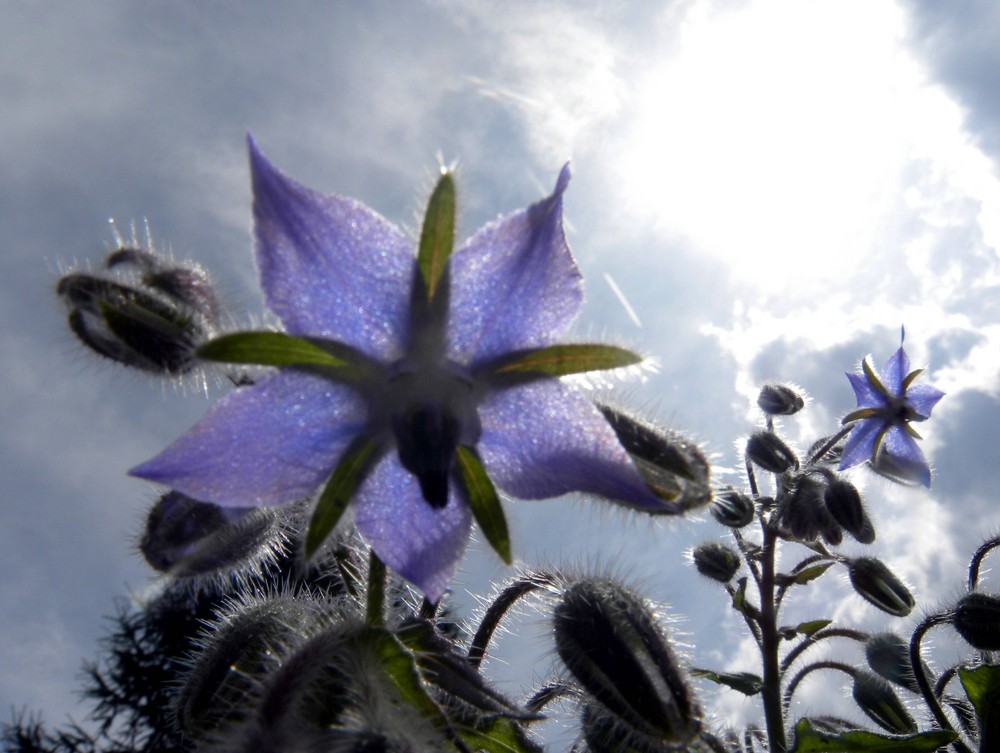 Borretschblüten im Mittagslicht