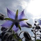 Borretschblüten im Mittagslicht