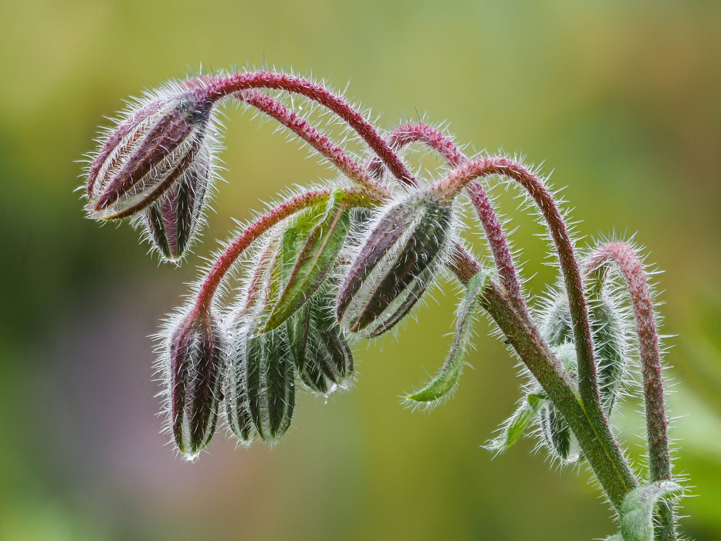 Borretschknospen