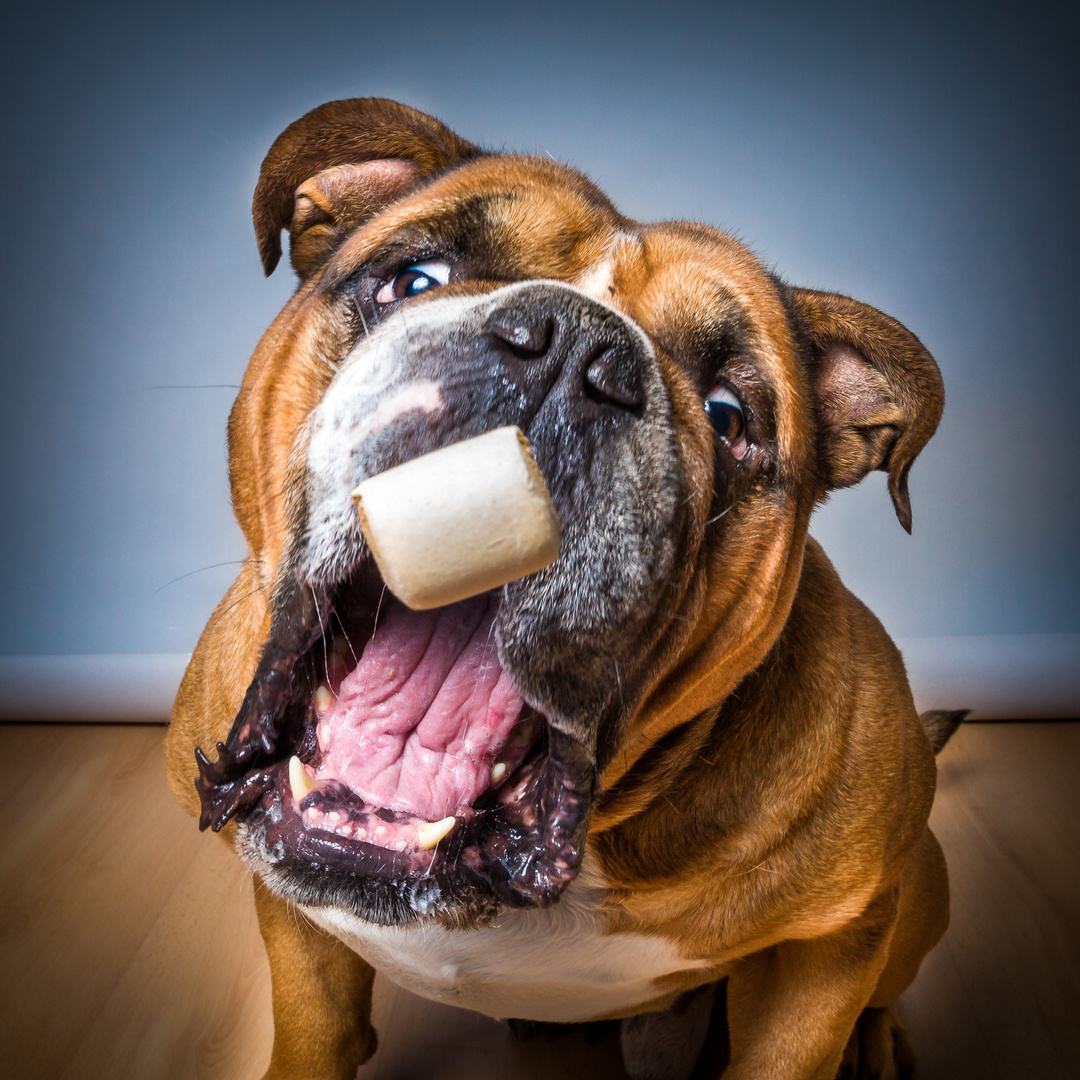 Borris die Bulldogge I